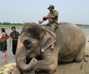 Elephant Jungle Safari Chitwan National Park - Elephant Jungle Safari